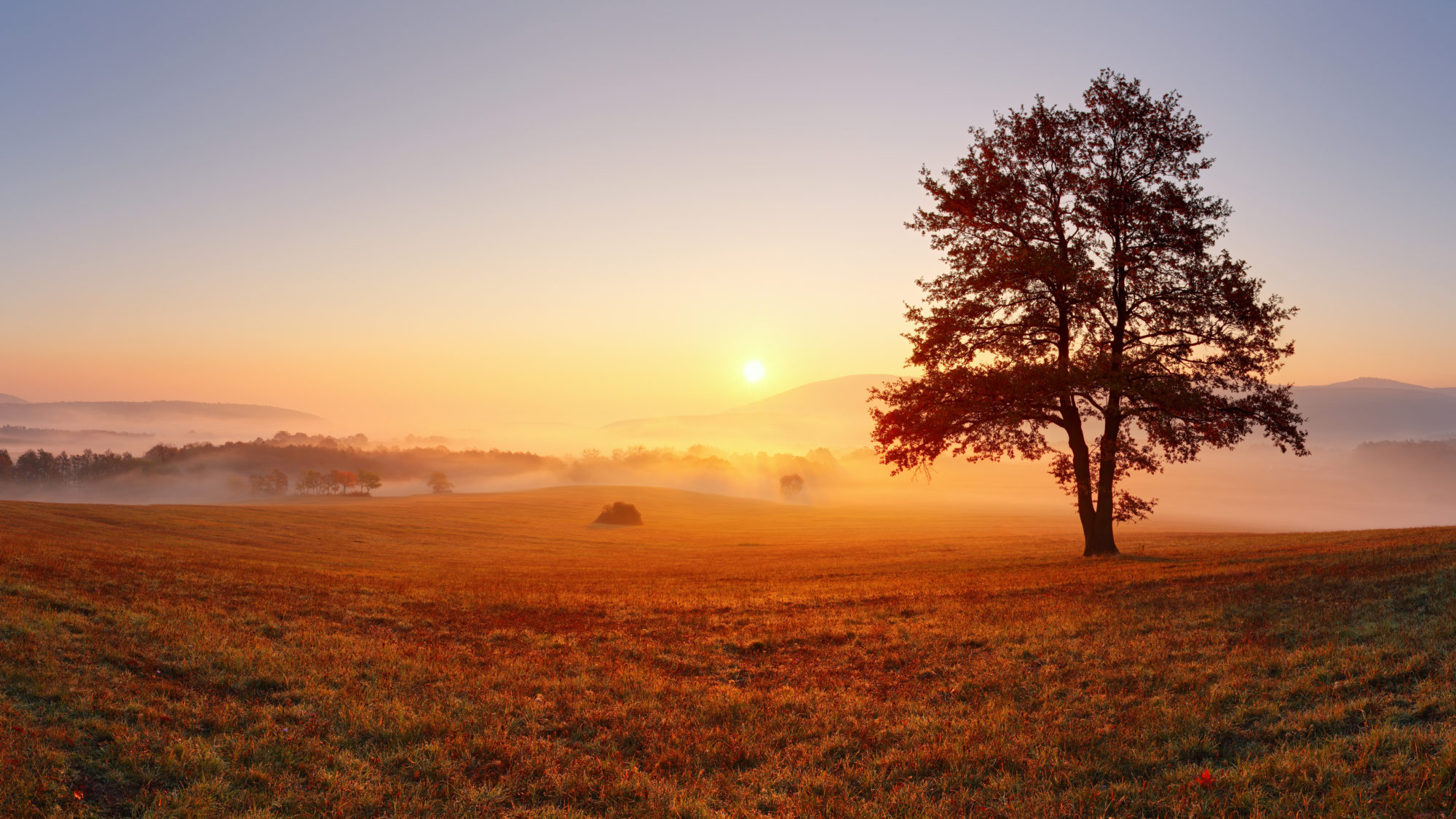 Der Baum auf der herbstlichen, nebelverhangenen Wiese ist beim Sonnenaufgang gleichzeitig ein Symbol für Abschied, wie auch Neubeginn.