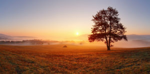 Der Baum auf der herbstlichen, nebelverhangenen Wiese ist beim Sonnenaufgang gleichzeitig ein Symbol für Abschied, wie auch Neubeginn.