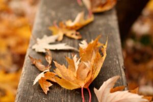 Thanatologie - die Wissenschaft von Tod, Sterben und Bestattung